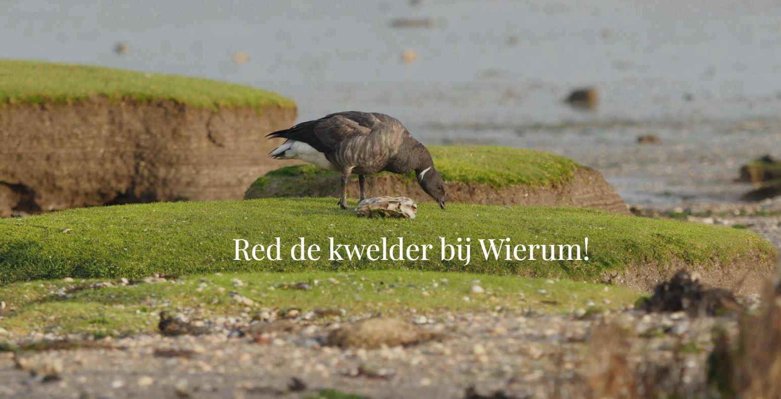 Red de kwelder bij Wierum!